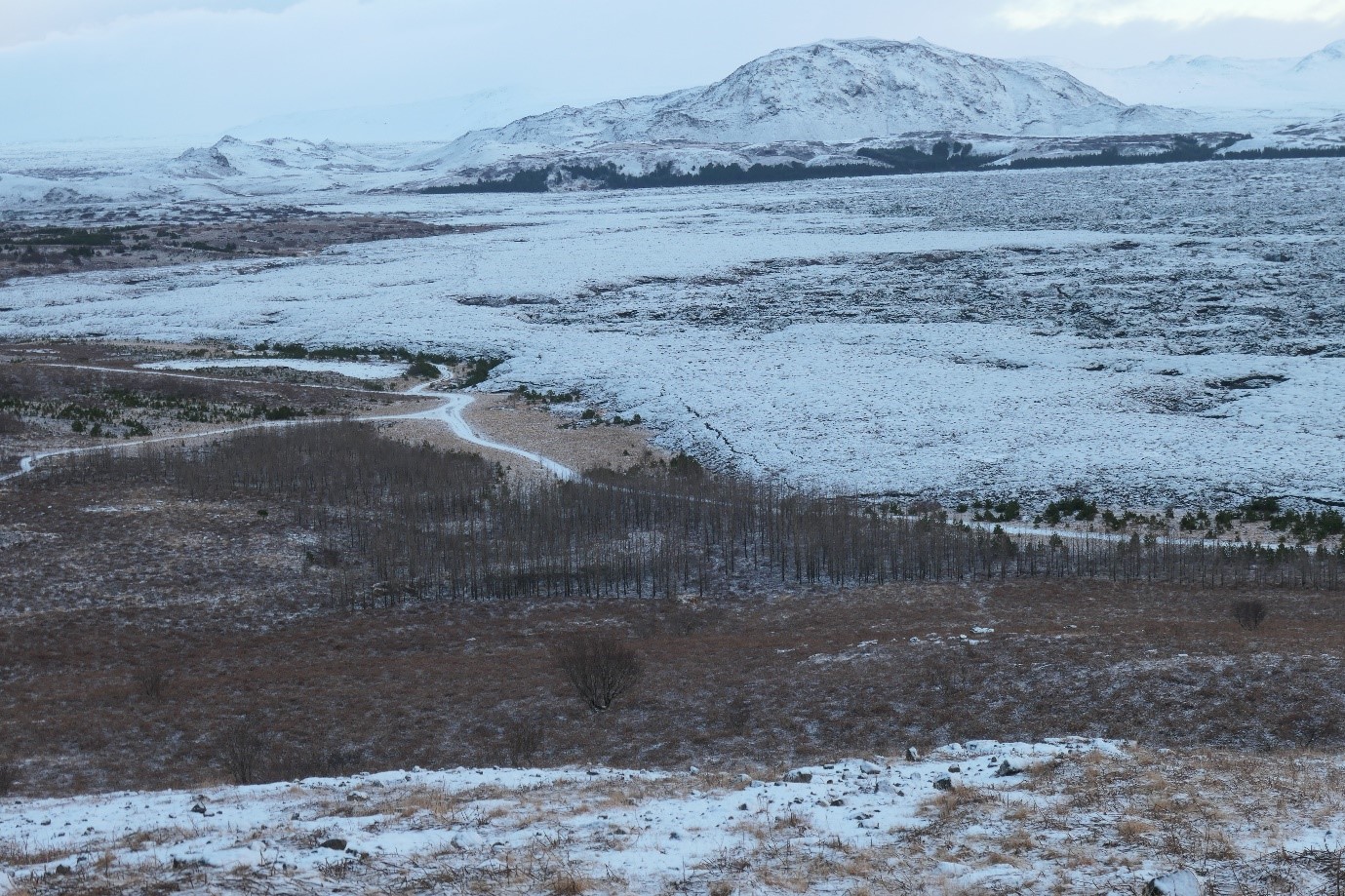 Kaldárhraun og skógrækt í jöðrum þess (5) Bla bla bla